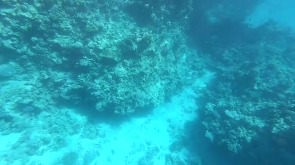 紅海の動物 美しいシルバーフィッシュは美しいサンゴ礁に沿って泳ぎます 澄んだ青い水の中で魚のダイナミックなビデオ 水中世界の美しい背景 — ストック動画