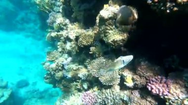 Kızıl Deniz 'in faunası. Resimli mercan resifi boyunca güzel gümüş balıklar yüzer. Açık mavi sudaki balıkların dinamik videosu. Su altı dünyasının güzel arka planı.