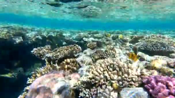 Fauna Mar Vermelho Belos Peixes Prateados Nadam Longo Pitoresco Recife — Vídeo de Stock