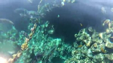 Kızıl Deniz 'in faunası. Resimli mercan resifi boyunca güzel gümüş balıklar yüzer. Açık mavi sudaki balıkların dinamik videosu. Su altı dünyasının güzel arka planı.