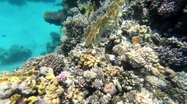 Kızıl Deniz 'in faunası. Resimli mercan resifi boyunca güzel gümüş balıklar yüzer. Açık mavi sudaki balıkların dinamik videosu. Su altı dünyasının güzel arka planı.