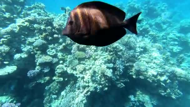 Faunu Rudého Moře Krásná Stříbrná Ryba Plave Podél Malebného Korálového — Stock video