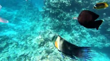 Kızıl Deniz 'in faunası. Resimli mercan resifi boyunca güzel gümüş balıklar yüzer. Açık mavi sudaki balıkların dinamik videosu. Su altı dünyasının güzel arka planı.