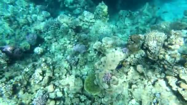 Fauna Red Sea Beautiful Silver Fish Swims Picturesque Coral Reef — Stock Video