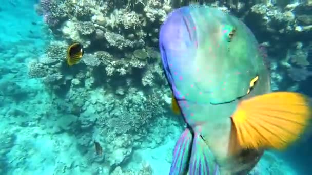 紅海の動物 美しいシルバーフィッシュは美しいサンゴ礁に沿って泳ぎます 澄んだ青い水の中で魚のダイナミックなビデオ 水中世界の美しい背景 — ストック動画