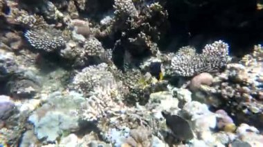 Kızıl Deniz 'in faunası. Resimli mercan resifi boyunca güzel gümüş balıklar yüzer. Açık mavi sudaki balıkların dinamik videosu. Su altı dünyasının güzel arka planı.