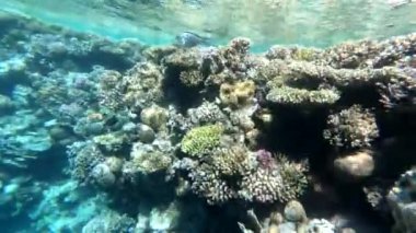 Kızıl Deniz 'in faunası. Resimli mercan resifi boyunca güzel gümüş balıklar yüzer. Açık mavi sudaki balıkların dinamik videosu. Su altı dünyasının güzel arka planı.