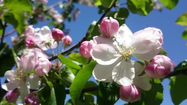Flores Primaverales Manzano Sobre Fondo Cielo Azul Flores Viento Primavera — Vídeo de stock