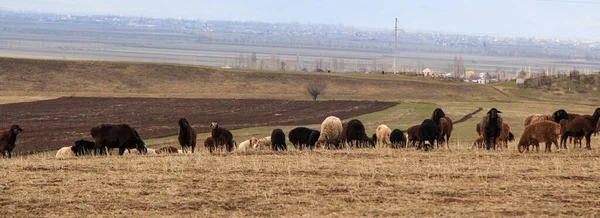 Gregge Pecore Pascola Natura Campagna Agricoltura Sfondo Rustico Naturale Animali — Foto Stock