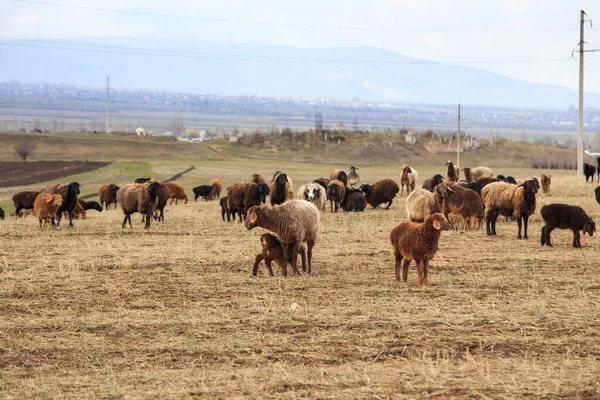 Gregge Pecore Pascola Natura Campagna Agricoltura Sfondo Rustico Naturale Animali — Foto Stock