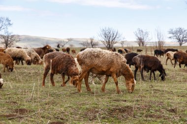 Bir koyun sürüsü doğada otluyor. Kırsal, çiftçilik. Doğal köy geçmişi var. Yürüyen Hayvanlar