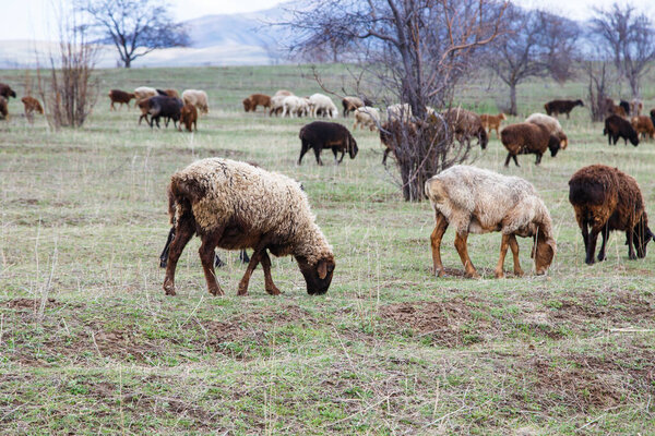 A flock of sheep grazes in nature. Countryside, farming. Natural rustic background. Walking Pets