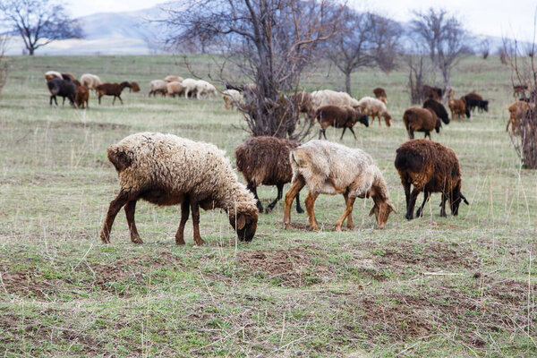 A flock of sheep grazes in nature. Countryside, farming. Natural rustic background. Walking Pets