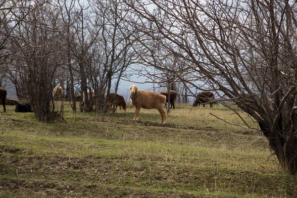 Sebuah Kawanan Domba Merumput Alam Countryside Pertanian Latar Belakang Alami — Stok Foto