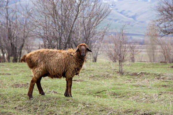 Troupeau Moutons Paissent Dans Nature Campagne Agriculture Fond Rustique Naturel — Photo