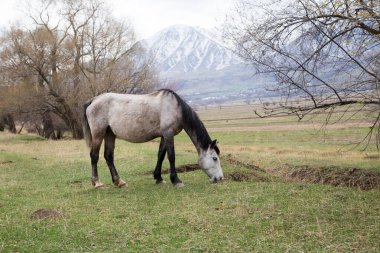 Atlar dağlardaki bir çayırda otluyor. Hayvanları otlatıyorlar. Doğal arkaplan