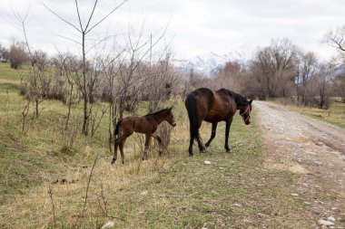 Atlar dağlardaki bir çayırda otluyor. Hayvanları otlatıyorlar. Doğal arkaplan