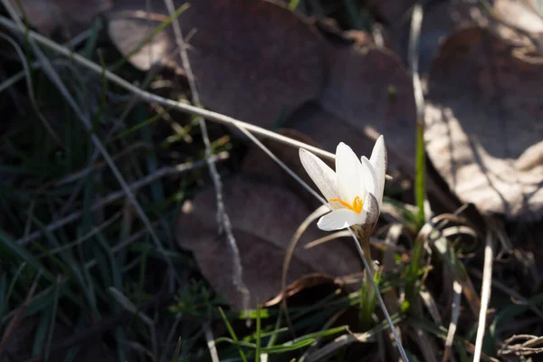 野生の山の群れ 春の桜草 早咲き — ストック写真