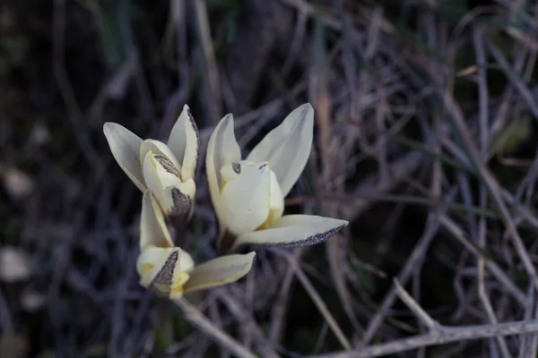 Crocus Montanha Selvagem Prímula Primavera Flor Primitiva — Fotografia de Stock