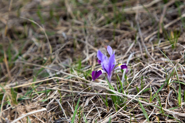 Iris Montañoso Salvaje Flores Primavera Hermosa Bandera —  Fotos de Stock