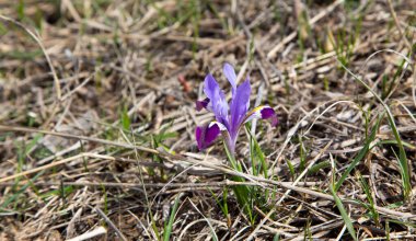 Vahşi Dağ Gözü. Bahar çiçekleri. Güzel bayrak
