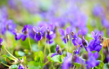 Bahar çiçekleri. Mor menekşeler bahar ormanlarında çiçek açar. Viola odorata.