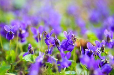 Bahar çiçekleri. Mor menekşeler bahar ormanlarında çiçek açar. Viola odorata.