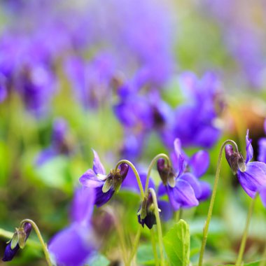 Bahar çiçekleri. Mor menekşeler bahar ormanlarında çiçek açar. Viola odorata.