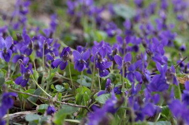 Bahar çiçekleri. Mor menekşeler bahar ormanlarında çiçek açar. Viola odorata.
