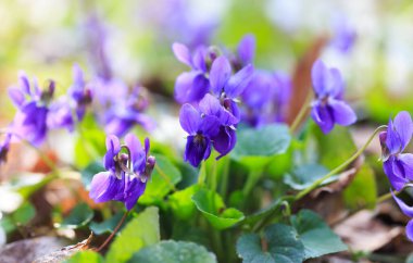 Bahar çiçekleri. Mor menekşeler bahar ormanlarında çiçek açar. Viola odorata.