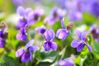 Bahar çiçekleri. Mor menekşeler bahar ormanlarında çiçek açar. Viola odorata.
