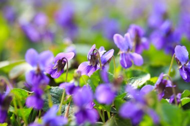 Bahar çiçekleri. Mor menekşeler bahar ormanlarında çiçek açar. Viola odorata.