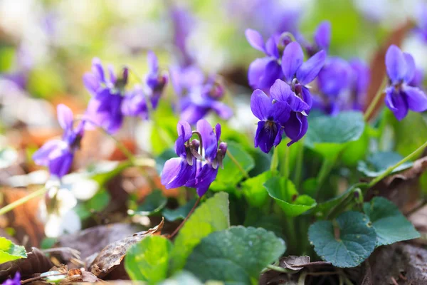 Spring flowers. Violet violets flowers bloom in the spring forest. Viola odorata.