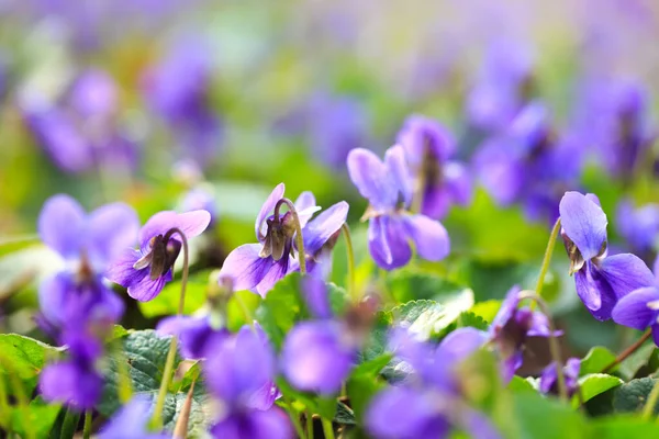 Spring flowers. Violet violets flowers bloom in the spring forest. Viola odorata.