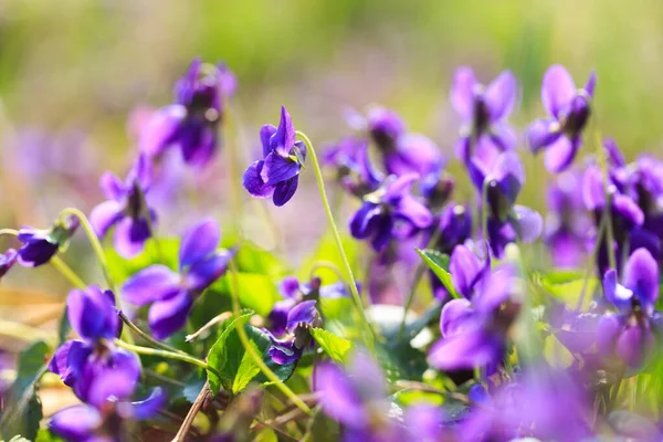 Spring flowers. Violet violets flowers bloom in the spring forest. Viola odorata.