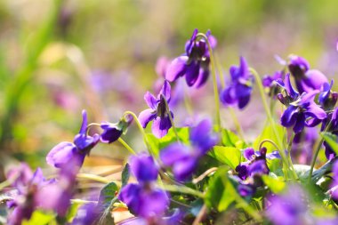 Bahar çiçekleri. Mor menekşeler bahar ormanlarında çiçek açar. Viola odorata.