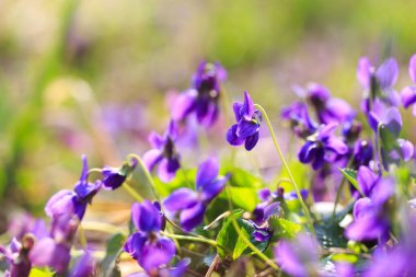 Bahar çiçekleri. Mor menekşeler bahar ormanlarında çiçek açar. Viola odorata.