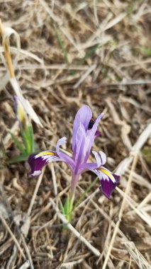 Vahşi Dağ Gözü. Bahar çiçekleri. Güzel bayrak