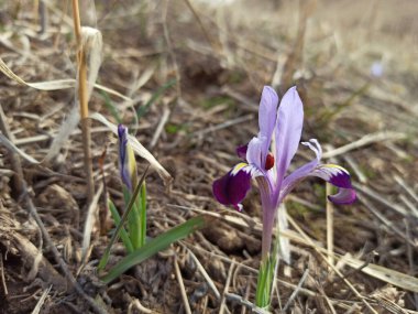 Vahşi Dağ Gözü. Bahar çiçekleri. Güzel bayrak