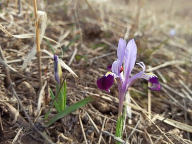 Vahşi Dağ Gözü. Bahar çiçekleri. Güzel bayrak