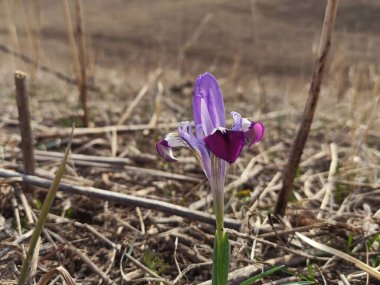 Vahşi Dağ Gözü. Bahar çiçekleri. Güzel bayrak