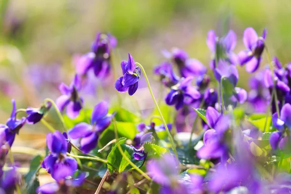 Spring flowers. Violet violets flowers bloom in the spring forest. Viola odorata.