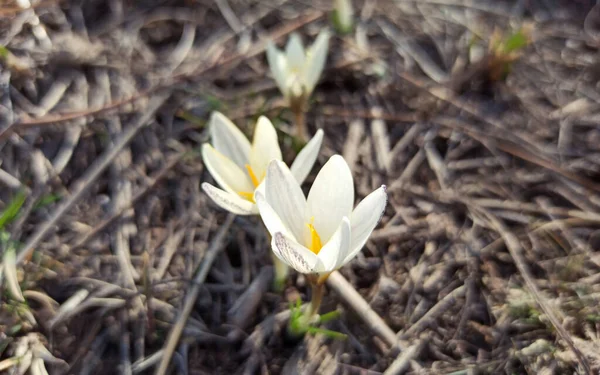 Wild Mountain Crocus Spring Primrose Early Flower — Stock Photo, Image