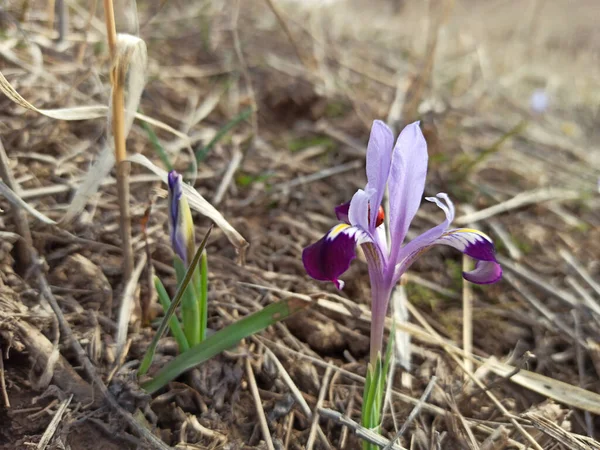 Vahşi Dağ Gözü. Bahar çiçekleri. Güzel bayrak