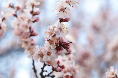 Bahar çiçekleri. Dışarıda çiçek açan kayısı ağaçları..