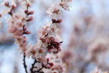 Bahar çiçekleri. Dışarıda çiçek açan kayısı ağaçları..