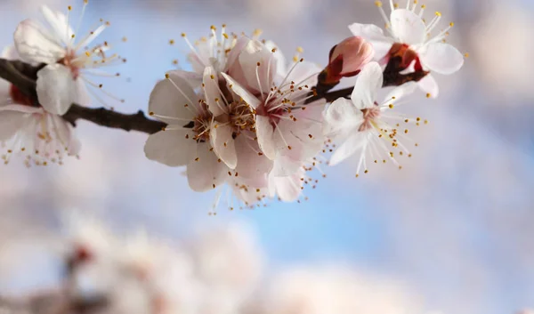 Fiori Primaverili Albicocche Fiorite All Aperto — Foto Stock