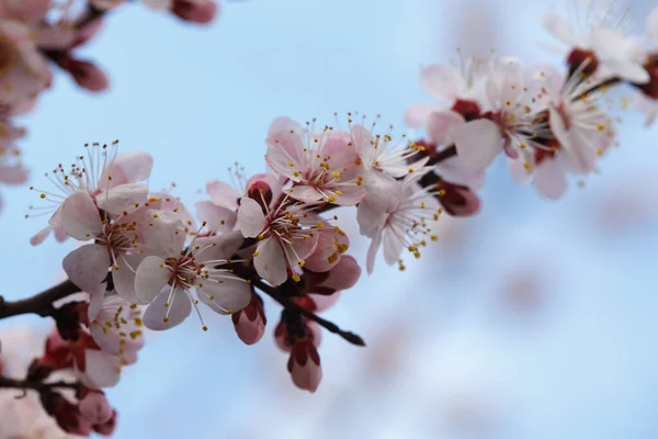 Bahar Çiçekleri Dışarıda Çiçek Açan Kayısı Ağaçları — Stok fotoğraf