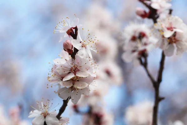 Bahar Çiçekleri Dışarıda Çiçek Açan Kayısı Ağaçları — Stok fotoğraf