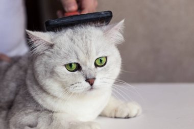 Kedi bakımı. Güzel bir İngiliz kedisinin saçlarını tarıyor. Hayvanlarla ilgilenin..